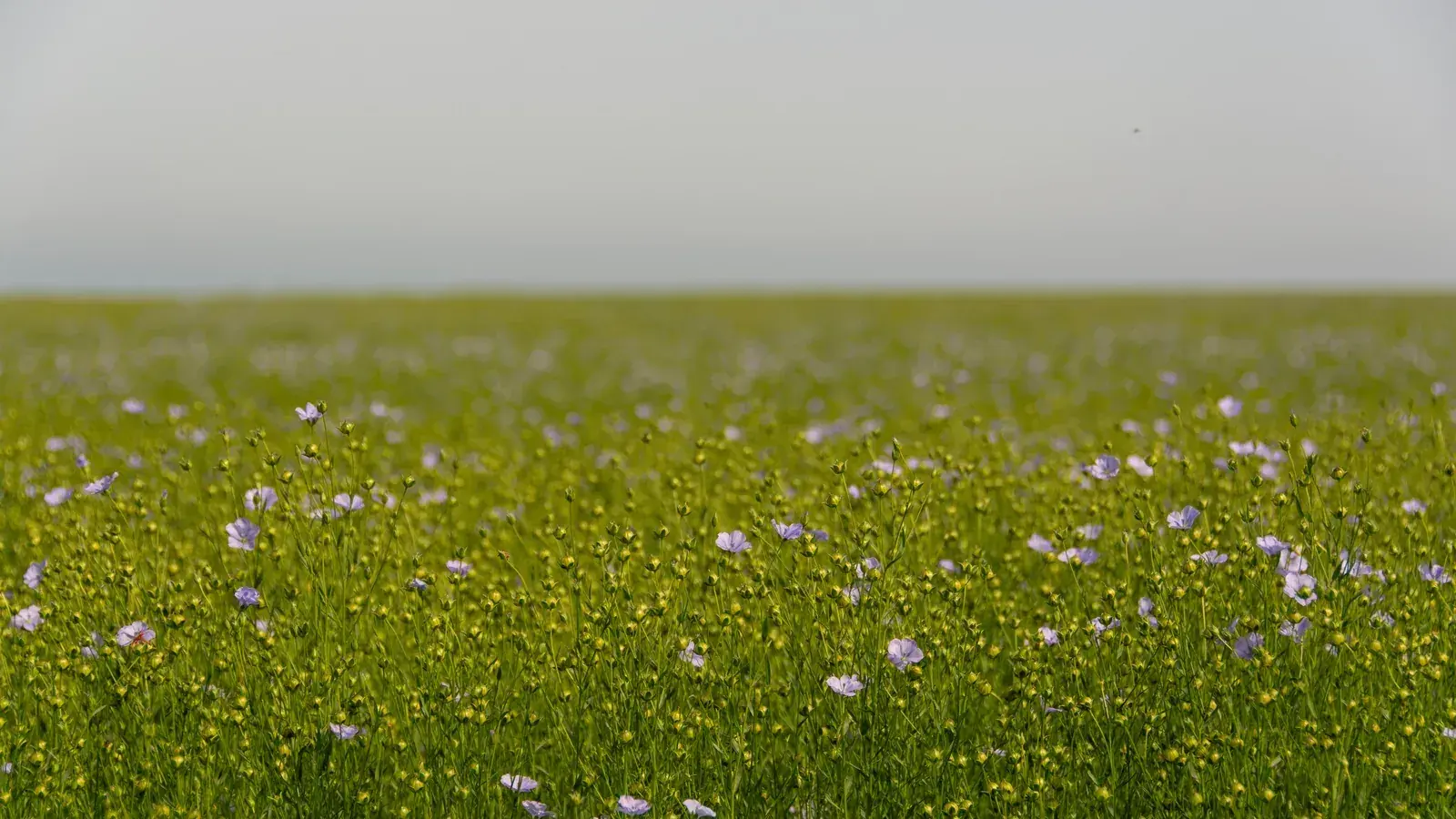 A field of flowering flax under a clear sky