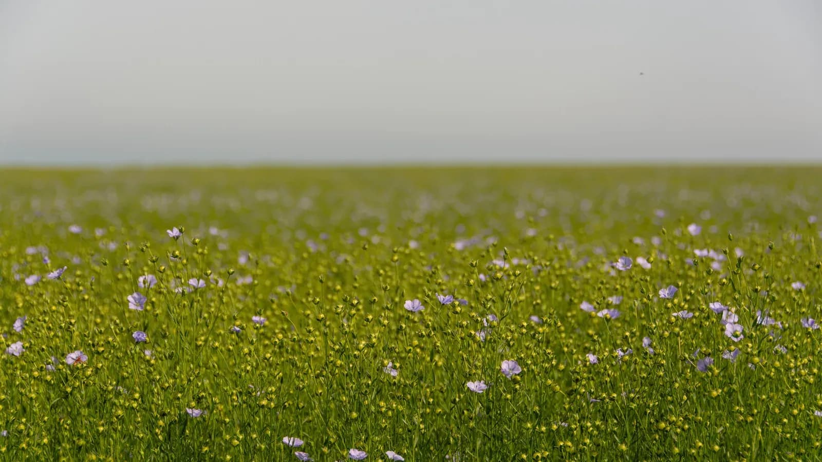 A field of flowering flax under a clear sky