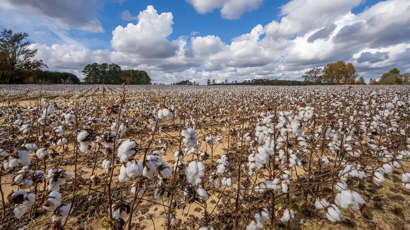 A wide cotton field in open country with bolls ready for harvest under a bright sky