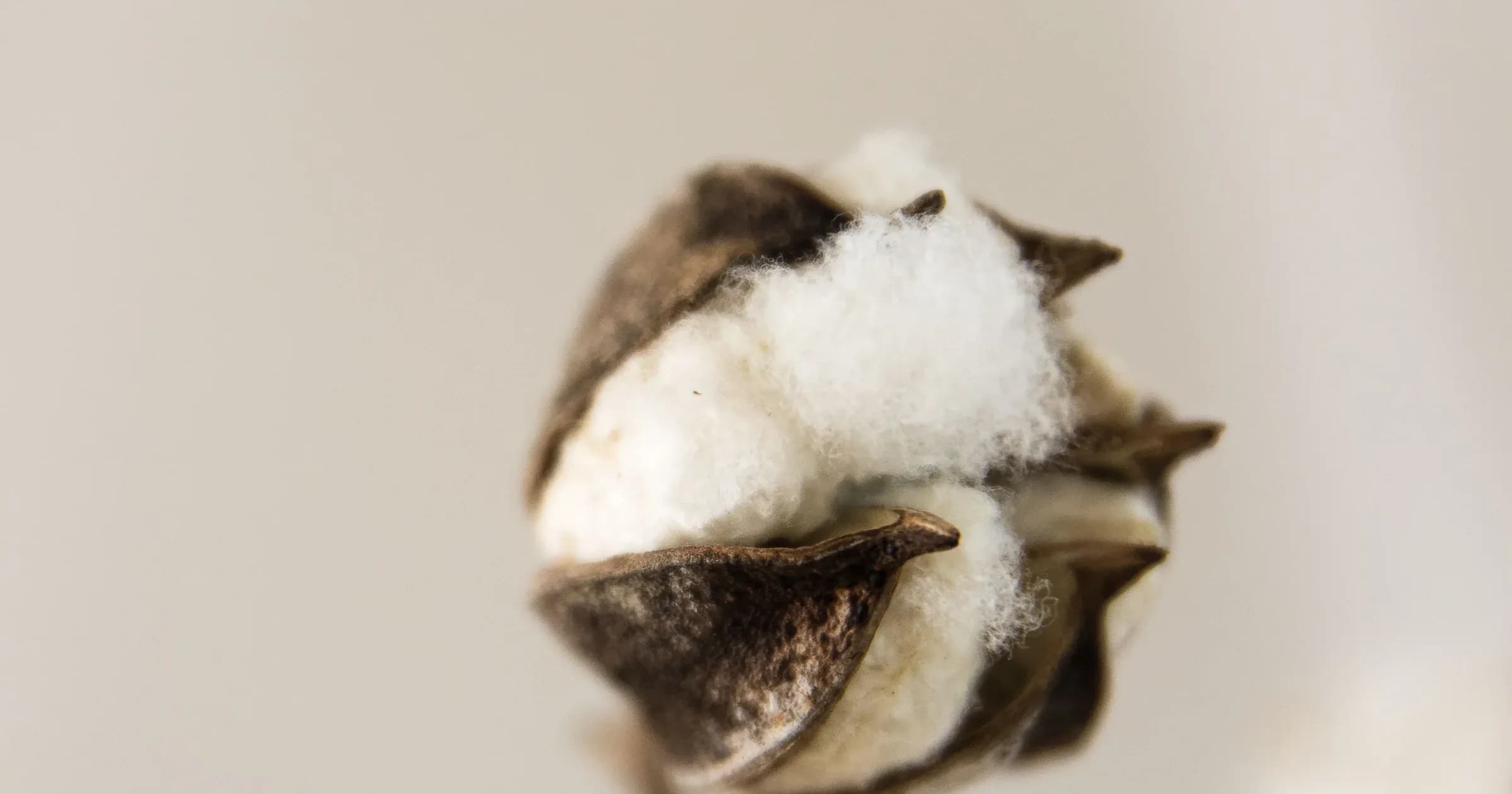 A single open cotton boll with white fiber against a soft neutral background